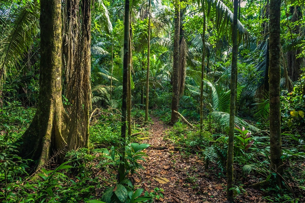 Rainforest trees in Peru