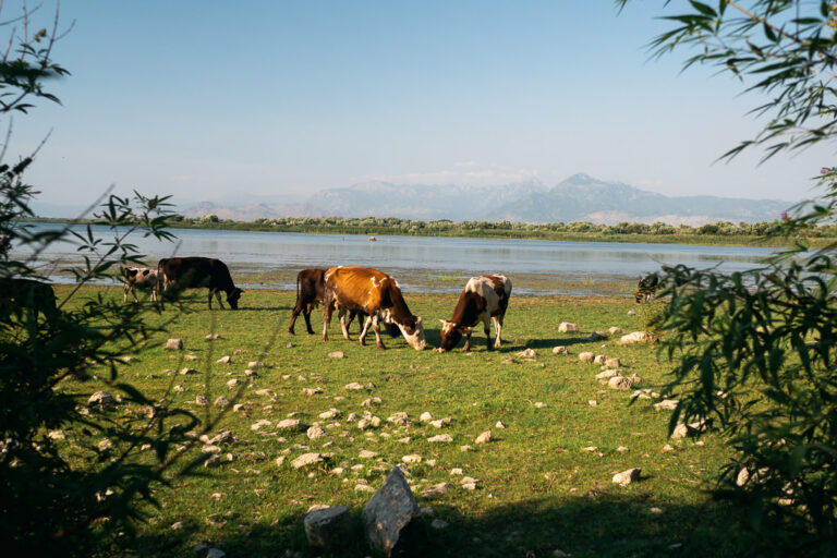 cows graze on rocky green grass by a lake in Gjirokastër
