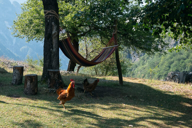 A hammock hung between 2 trees with chickens foraging on a sunny slope above a green valley in the Albanian Alps