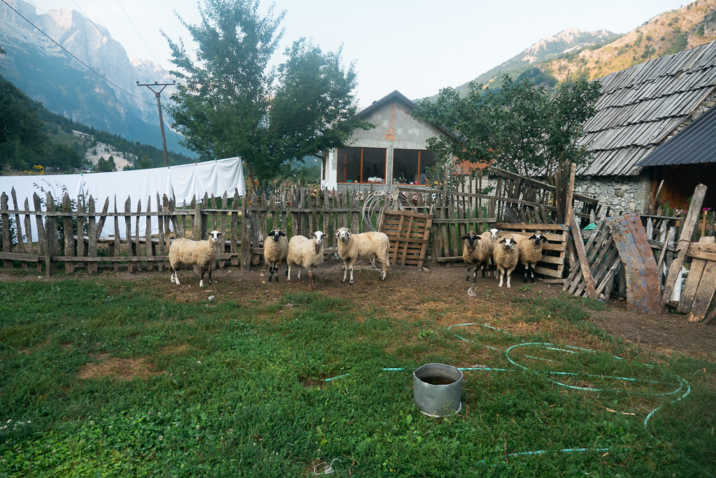 Sheep in the Albanian countryside