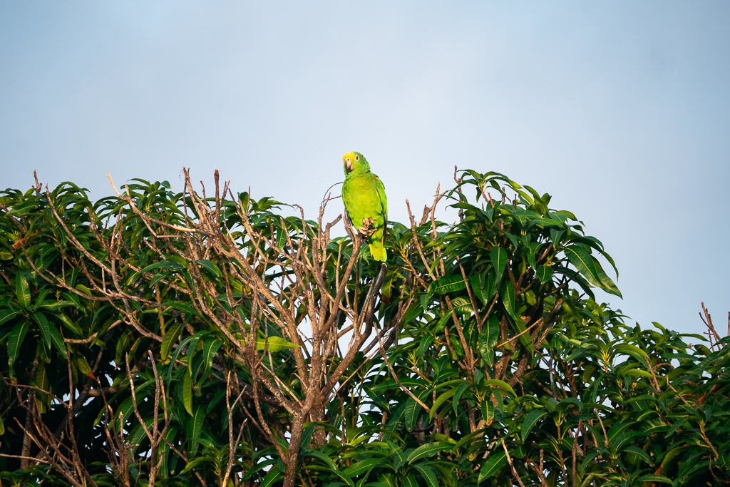 A yellow-green bird on a tree