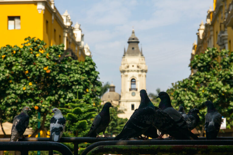Street-level view of downtown Lima with pigeons on a railing and the Metropolitan Cathedral in the background