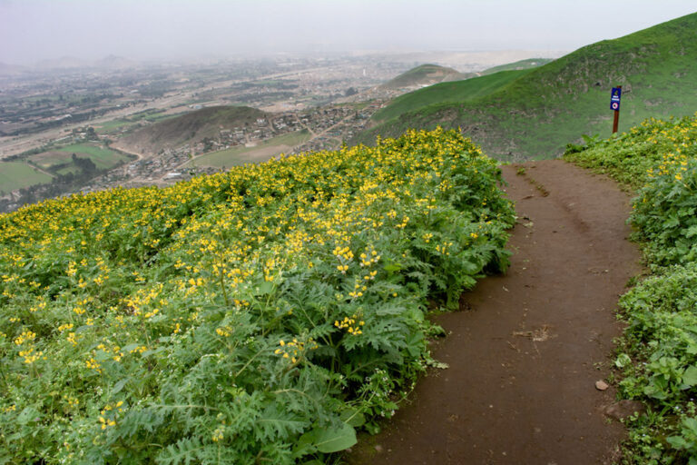 Mountains of Lima Peru, in Pachacamac, Lomas de Lucumo