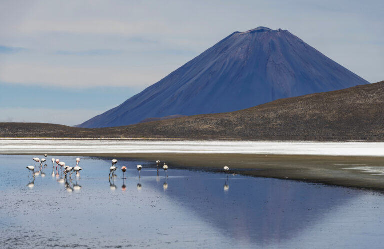 View of a flock of flamingos on the high plateau Laguna de Salinas in Peruvian Andes