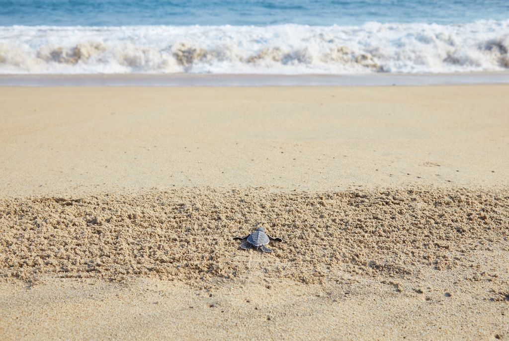 A turtle on sand crawling to the water at a beach in Puerto Escondido, Mexico