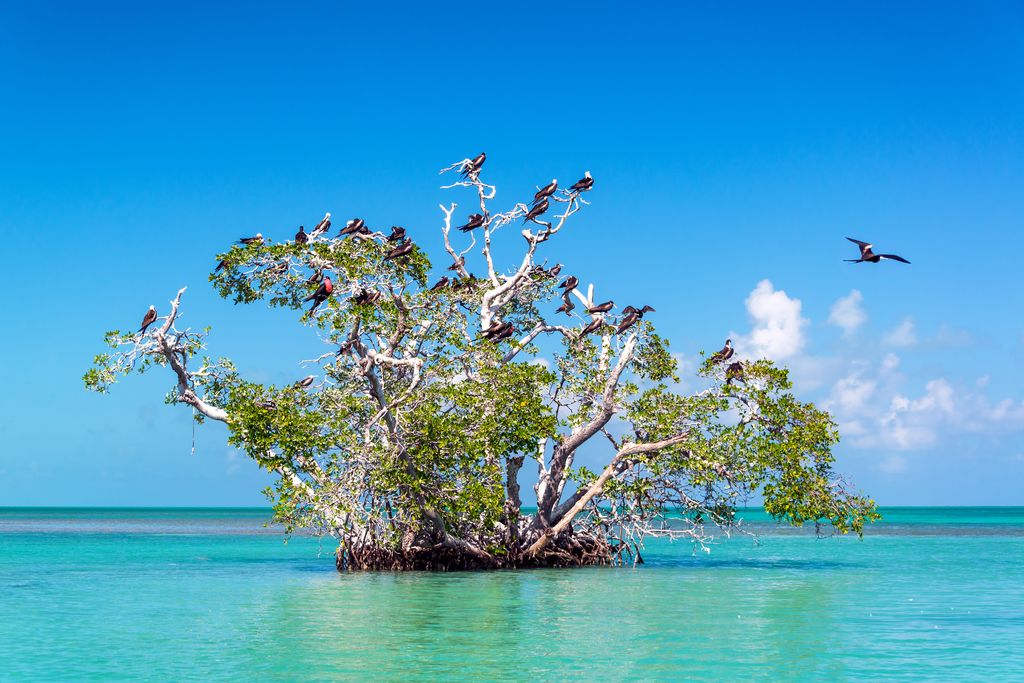 Frigatebirds on a mangrove tree in Quintana Roo, Mexico