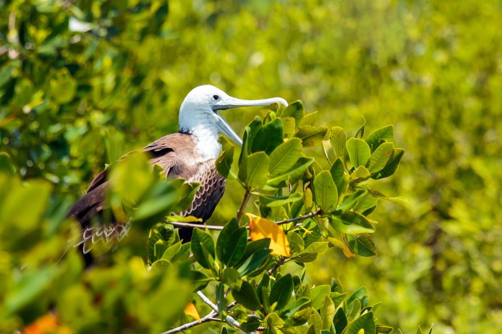 A bird at Isla Contoy in Yucatan