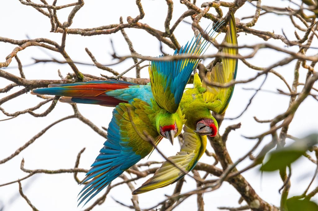 Two great green macaws on a tree in Costa Rica