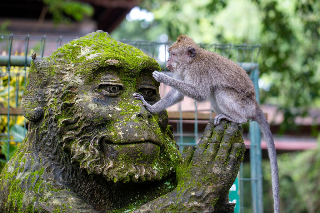 A real monkey sitting on a monkey statue covered in moss in Ubud, Indonesia