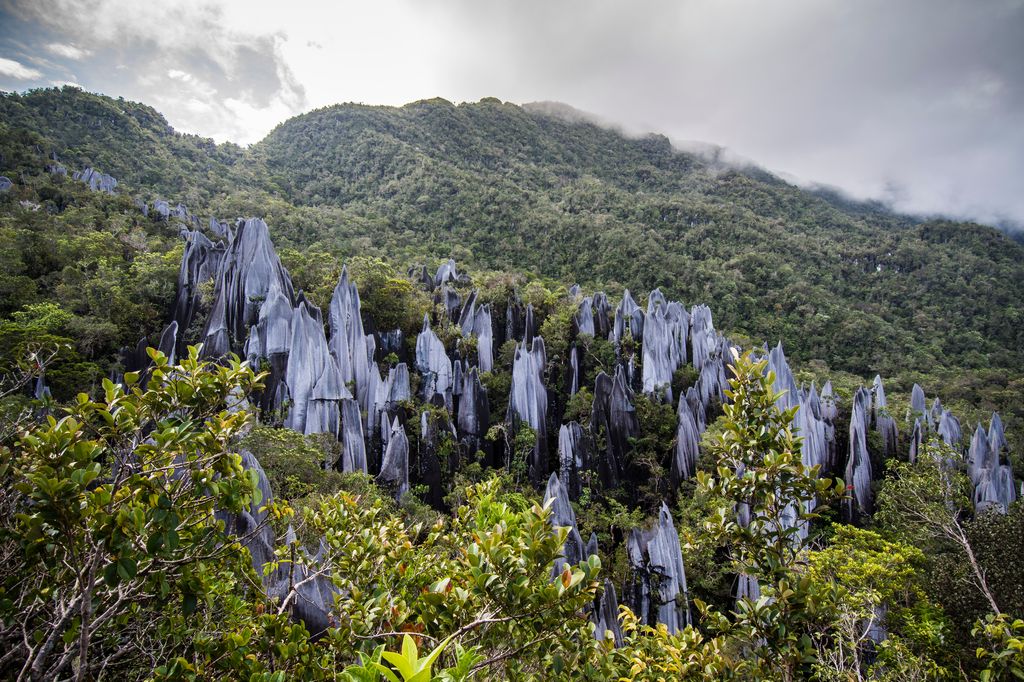 Pinnacles surrounded by trees in Gunung Mulu National Park, Malaysia