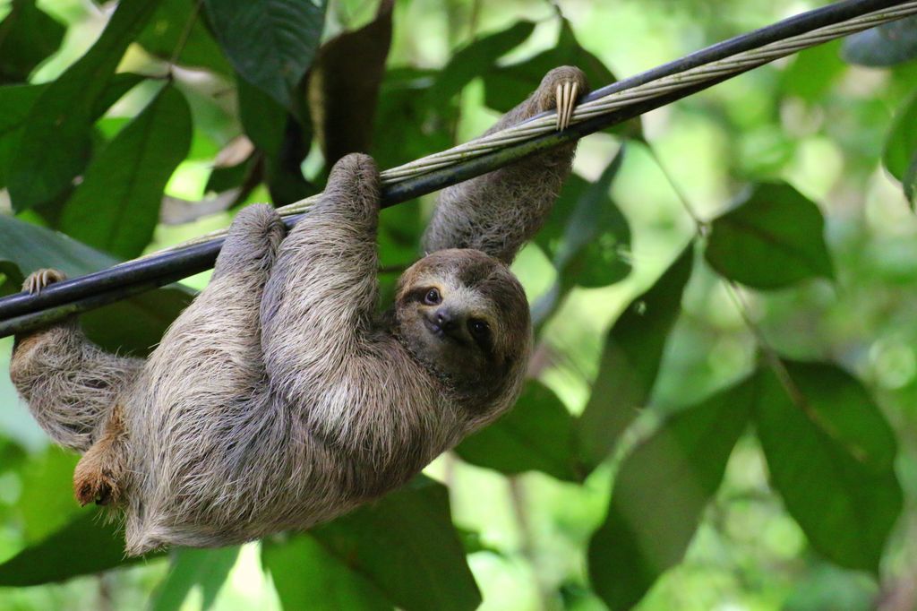 A young sloth hanging on a tree in Costa Rica