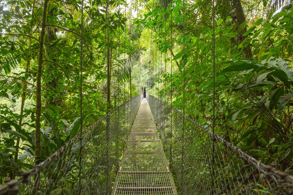 A suspended bridge in the middle of a forest in Monteverde, Costa Rica