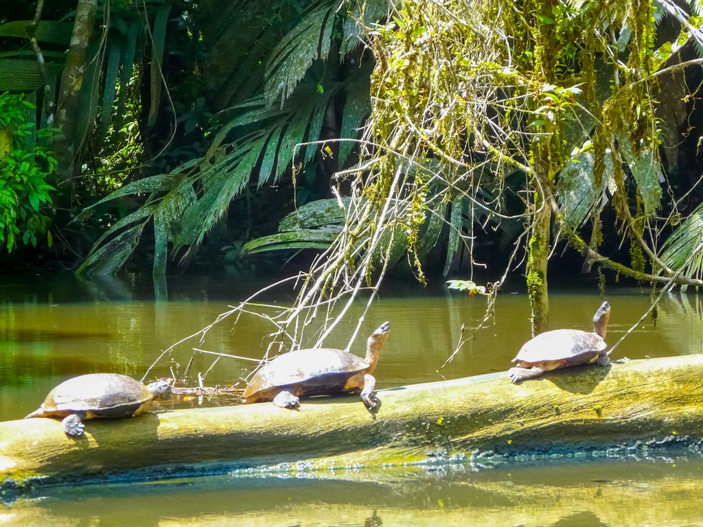 Three turtles walking on a fallen tree trunk at the waters of Tortuguero National Park in Costa Rica