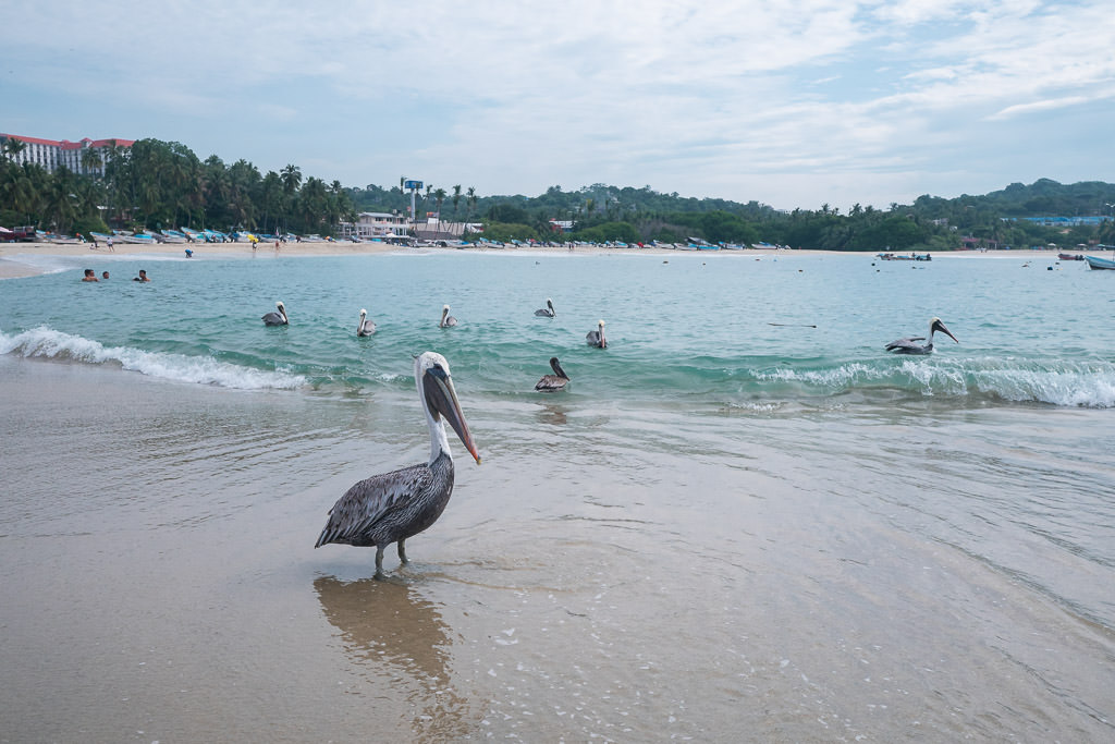 Birds on the beach and people swimming in the sea in Puerto Escondido.