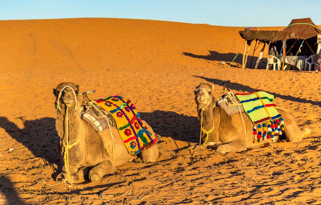 Two camels resting in Sahara Desert in Morocco