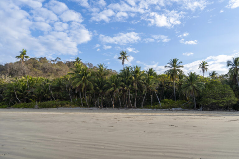 A beach in Santa Teresa, Costa Rica, with a line of tall palm trees