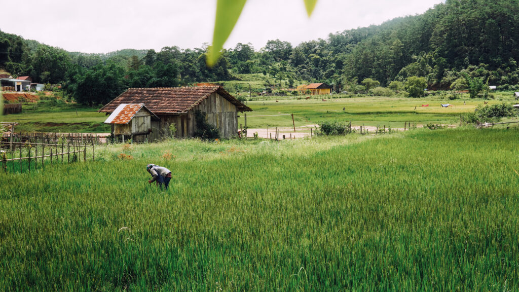 green rice fields in Kon Tum with a farmer at work and a wooden house and lush greenery in the background