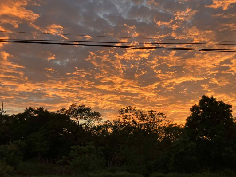 sunset sky with a forest canopy below