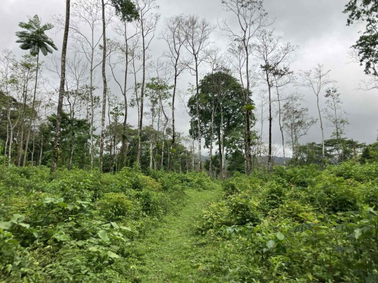 grassy path cutting through a tropical dense field