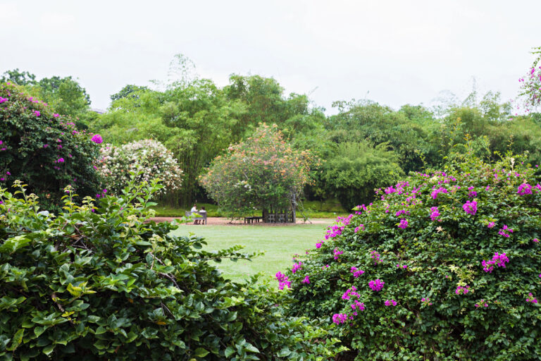 Lush green landscape in the Singapore Botanic Gardens