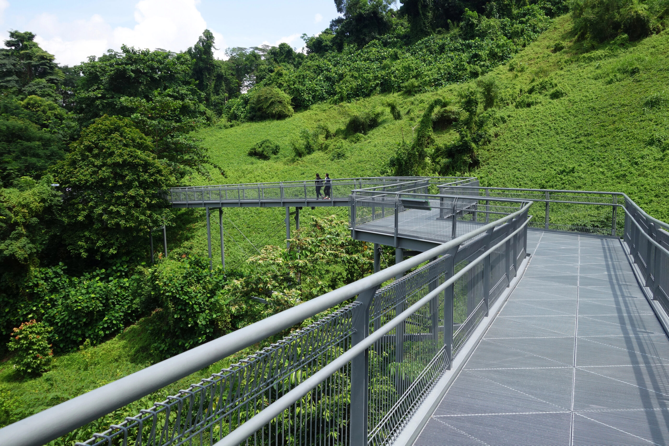the forest walk, a meta curved sky bridge, surrounded by green forest and vegetation