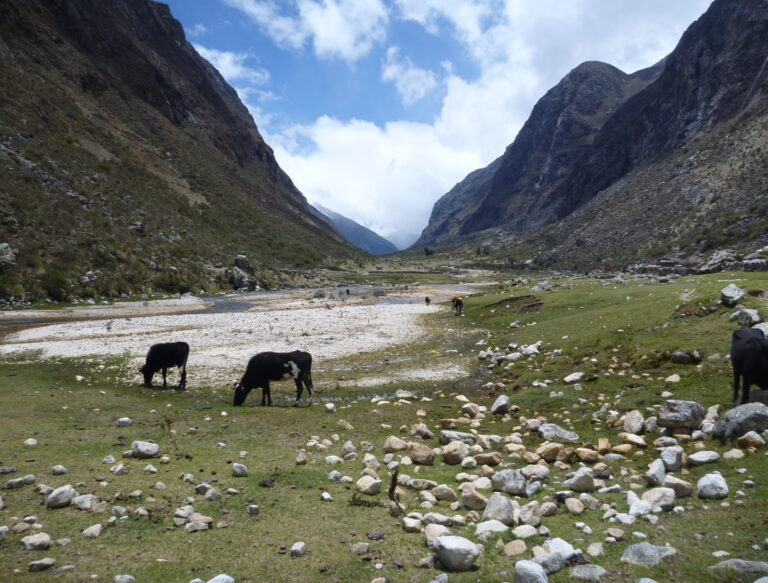 horses graze in a wide, grassy meadow in a mountain valley in cordillera blanca peru