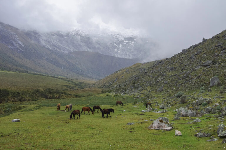 lush green mountain valley with several horses grazing near from Punta Union pass
