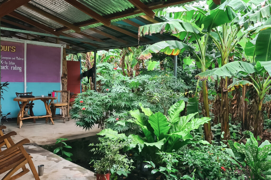 outdoor seating area at Guest House Banana featuring wooden tables and chairs surrounding a lush banana plantation