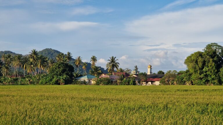 landscape view of a paddy field in Balik Pulau, Penang