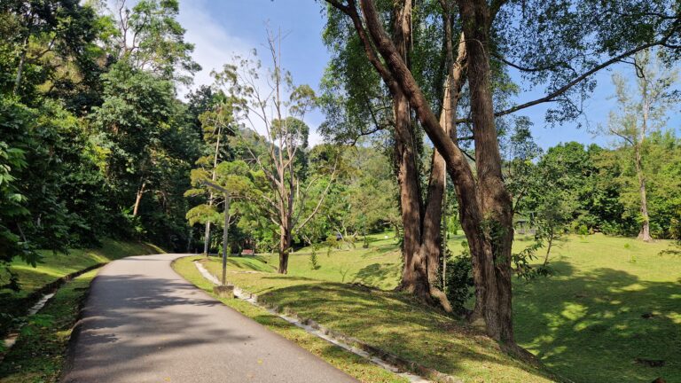 Paved path winding through lush trees and grassy lawns in Penang Botanic Gardens