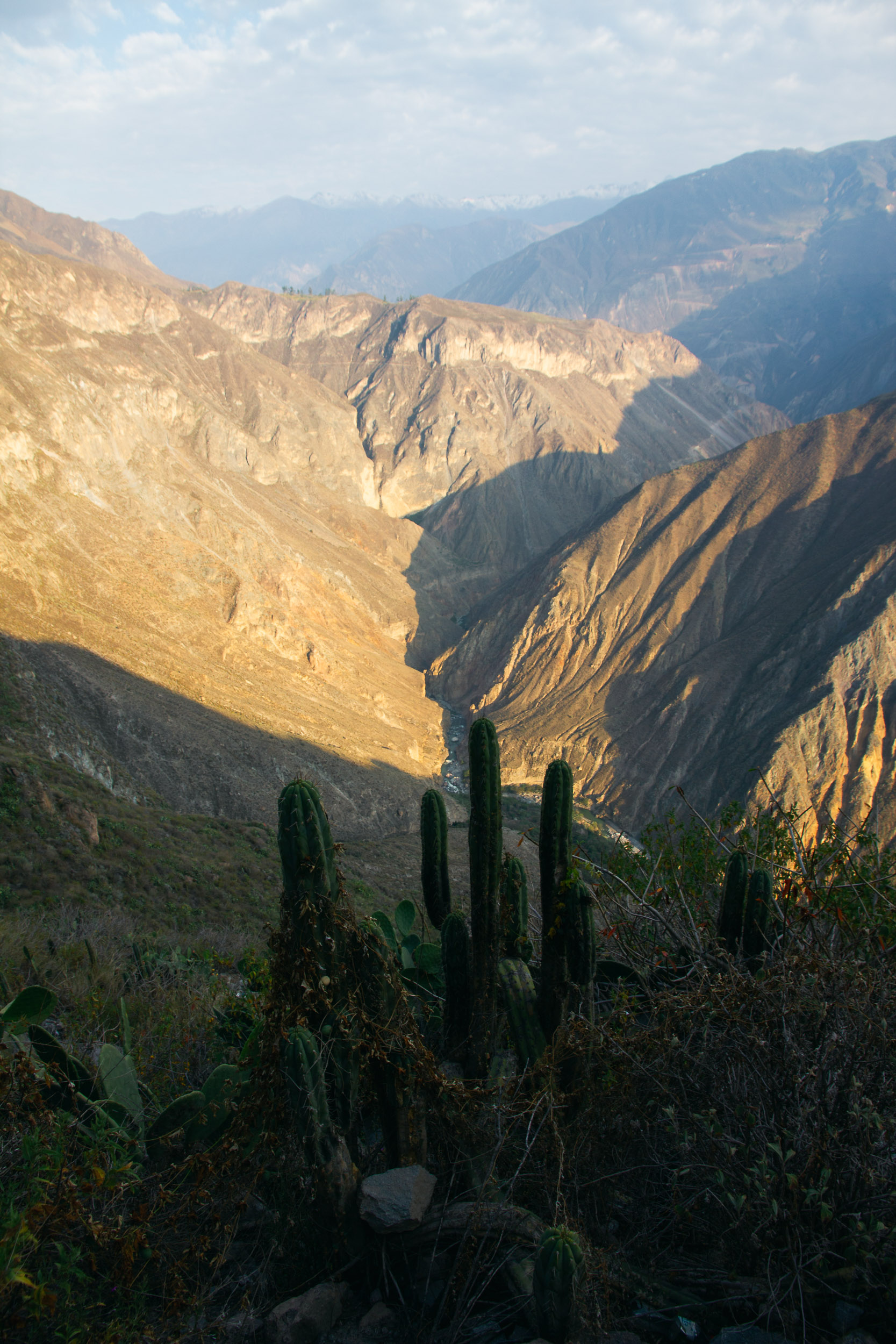 Deep view into Colca Canyon with San Pedro cacti in the foreground