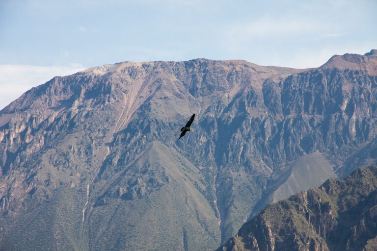 an eagle soaring above the vast volcanic landscape of the Colca Valley
