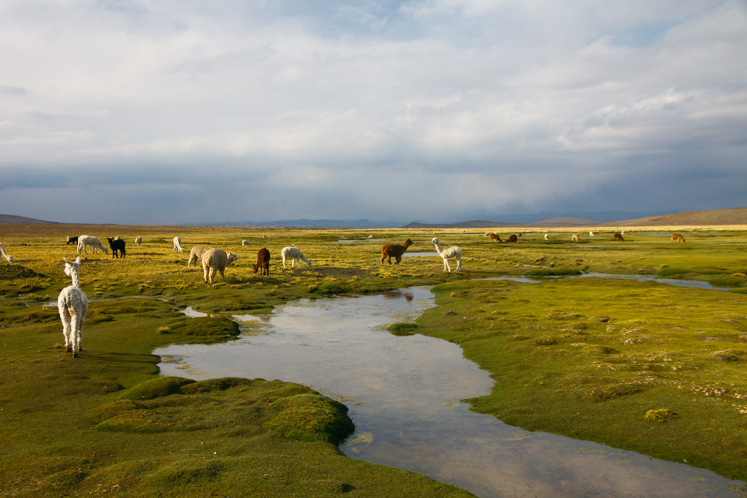 Alpacas and llamas grazing in a vast grassy Andean highland
