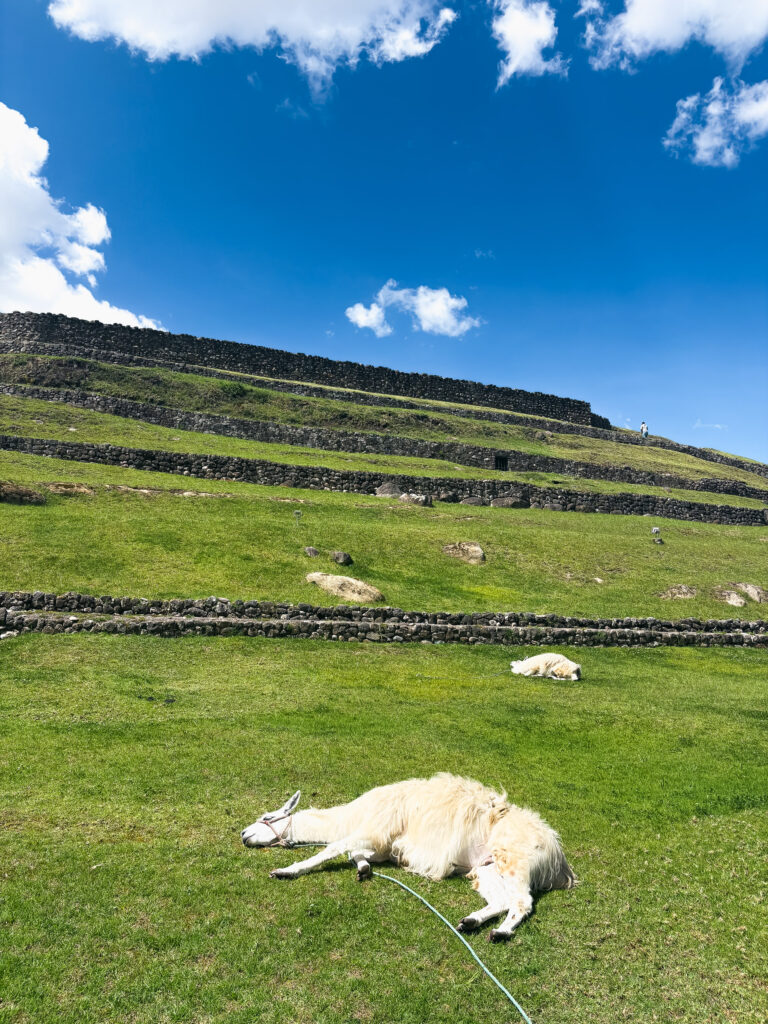 Two llamas lie resting on a grassy lawn in front of the stone terraces of Pumapungo